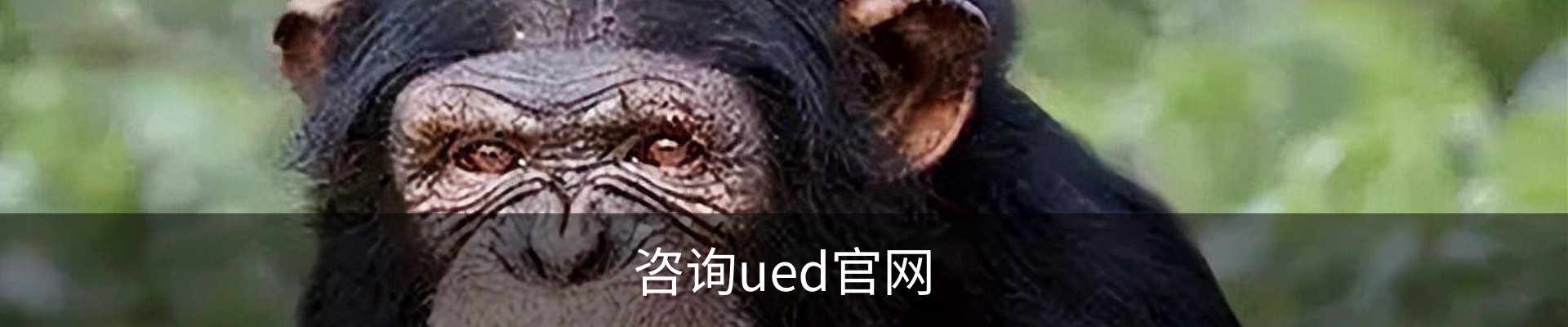 咨询ued官网